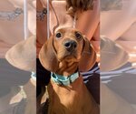 Small #1 Redbone Coonhound Mix