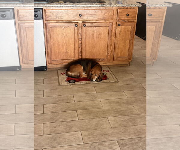 Medium Photo #7 Beagle Puppy For Sale in Tampa, FL, USA