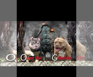 American Bully Litter for sale in CLEVELAND, OH, USA