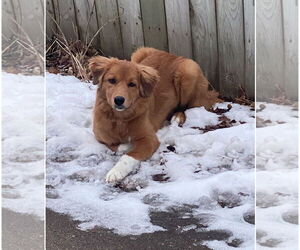 Golden Pyrenees Dogs for adoption in Grafton, WI, USA