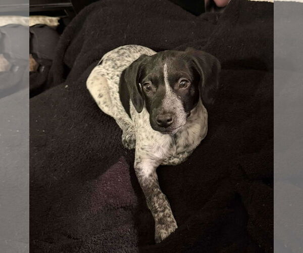 Medium Photo #22 Bluetick Coonhound-Unknown Mix Puppy For Sale in pomfret, CT, USA