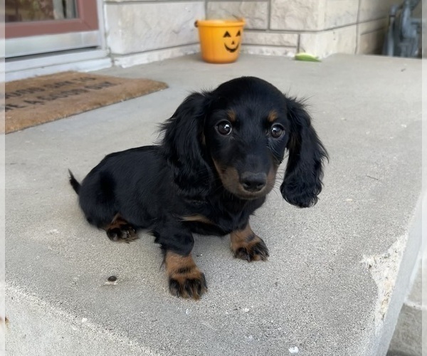 Medium Photo #5 Dachshund Puppy For Sale in INDIANAPOLIS, IN, USA