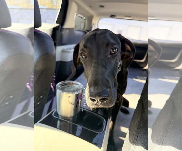 Medium Photo #8 Great Dane Puppy For Sale in Huntersville, NC, USA