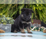 Small #1 German Shepherd Dog