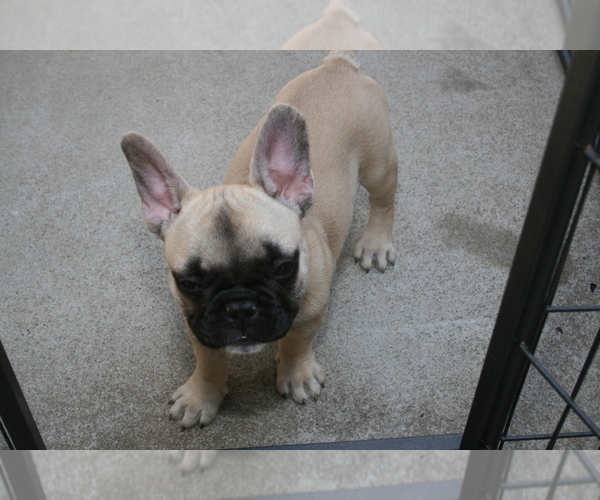 Medium Photo #4 French Bulldog Puppy For Sale in LINCOLN, CA, USA
