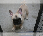 Small Photo #4 French Bulldog Puppy For Sale in LINCOLN, CA, USA