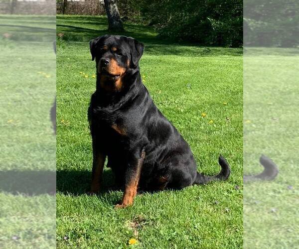 Medium Photo #1 Rottweiler Puppy For Sale in ELKHART, IN, USA