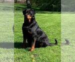 Small Photo #1 Rottweiler Puppy For Sale in ELKHART, IN, USA