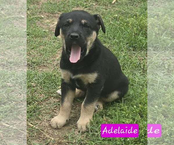 Medium Photo #3 Australian Shepherd-Unknown Mix Puppy For Sale in Alexander, AR, USA