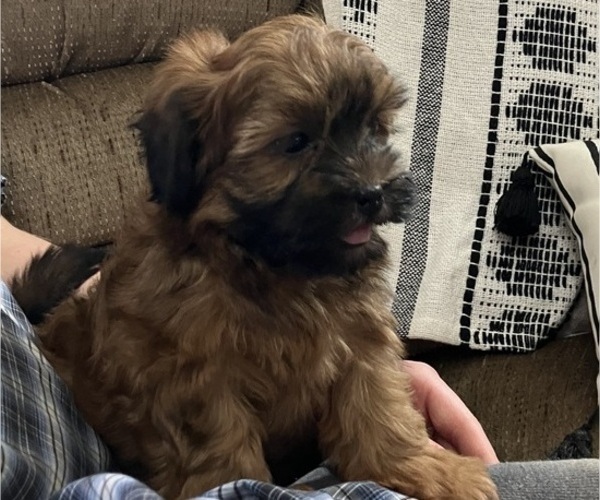 Medium Photo #3 Shih-Poo Puppy For Sale in HOPE, IN, USA