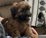 Small #2 Shih-Poo
