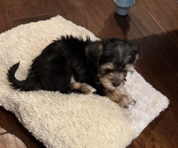 Medium Photo #1 Morkie Puppy For Sale in HOUSTON, TX, USA