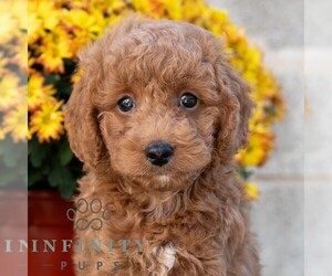 Poodle (Miniature) Puppy for sale in DORNSIFE, PA, USA