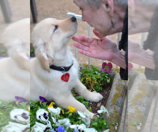 Medium Photo #4 Golden Retriever Puppy For Sale in Germanton, TN, USA