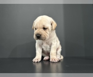 Cocker-Pei Puppy for sale in GOSHEN, IN, USA