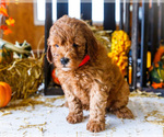 Small Photo #39 Goldendoodle-Poodle (Miniature) Mix Puppy For Sale in WAKARUSA, IN, USA