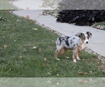 Small Photo #5 Miniature Australian Shepherd Puppy For Sale in SHILOH, OH, USA