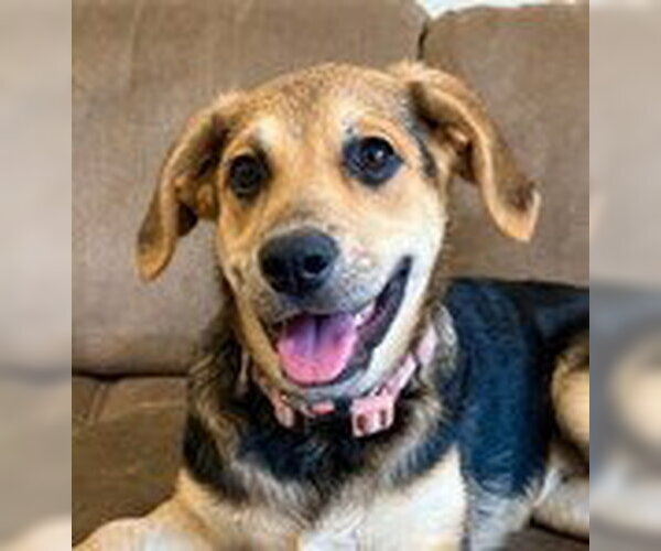 Medium Photo #6 Labrador Retriever-Unknown Mix Puppy For Sale in Fremont, CA, USA