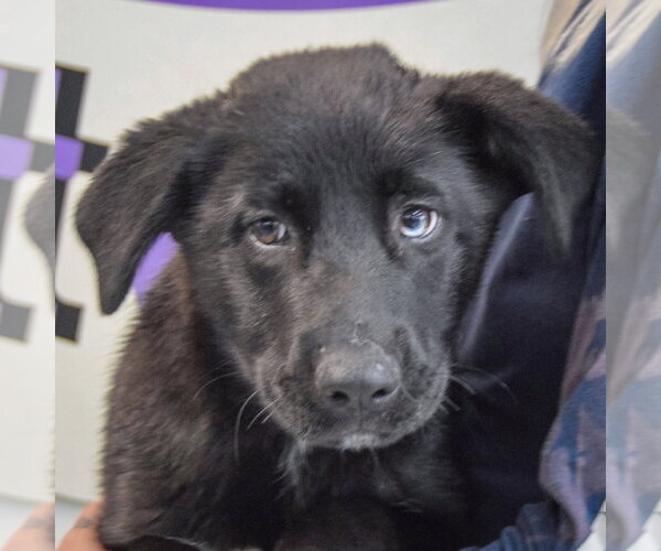 Medium Photo #6 Gerberian Shepsky Puppy For Sale in Huntley, IL, USA