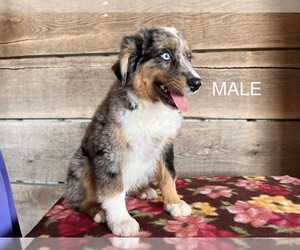 Miniature Australian Shepherd Puppy for sale in VERMONTVILLE, MI, USA