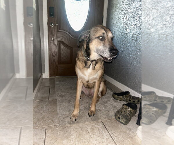Medium Photo #2 German Shepherd Dog-Unknown Mix Puppy For Sale in Foristell, MO, USA