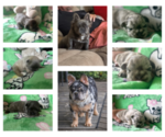 Litter of 6 - Male(s) and Female(s) French BulldogLitter of Puppies for Sale - Small photo