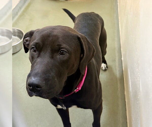 Medium Photo #1 Labrador Retriever-Unknown Mix Puppy For Sale in Boston, MA, USA