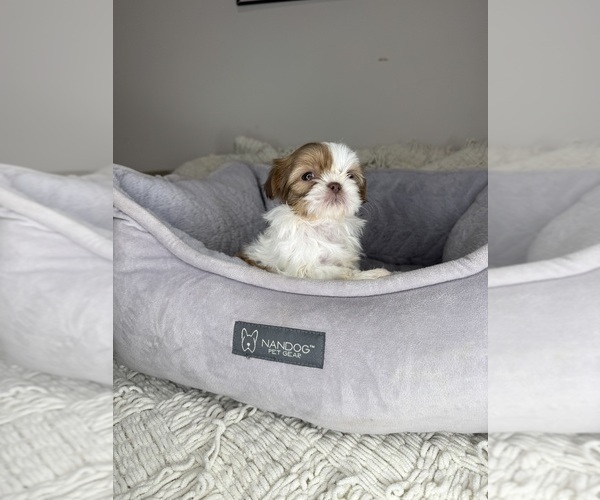 Medium Photo #12 Shih Tzu Puppy For Sale in CHARLOTTE, NC, USA