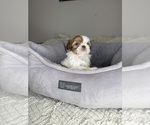 Small #11 Shih Tzu