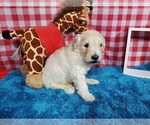 Small #7 Goldendoodle-Poodle (Standard) Mix