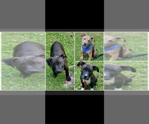 American Pit Bull Terrier Puppy for sale in ANDOVER, CT, USA