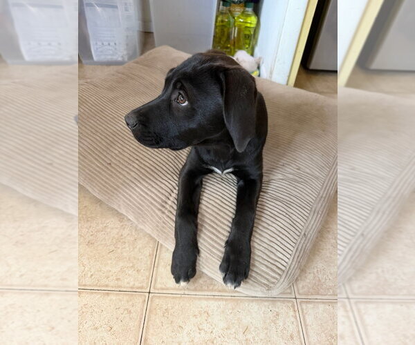 Medium Photo #4 Labrador Retriever-Unknown Mix Puppy For Sale in Fort Collins, CO, USA