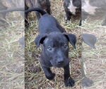 Small #1 Black Mouth Cur-Labrador Retriever Mix