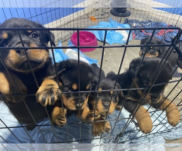 Medium Photo #1 Rottweiler Puppy For Sale in LINDEN, CA, USA