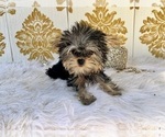 Small #26 Yorkshire Terrier