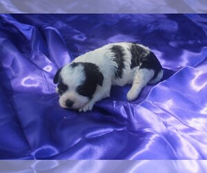 Zuchon Puppy for Sale in BLOOMINGTON, Indiana USA