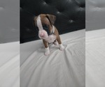 Puppy Annabelle Boxer