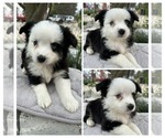 Small #3 Miniature Australian Shepherd