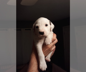 Dalmatian Puppy for sale in ROGERS, MN, USA