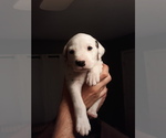 Small Photo #1 Dalmatian Puppy For Sale in ROGERS, MN, USA