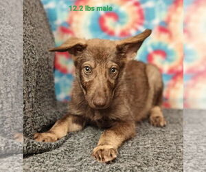German Shepherd Dog-Unknown Mix Dogs for adoption in Royal Palm Beach, FL, USA