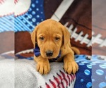 Small Photo #6 Labrador Retriever Puppy For Sale in QUARRYVILLE, PA, USA