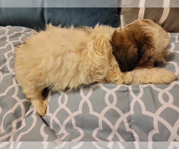 Medium Photo #5 Zuchon Puppy For Sale in SHAWNEE, KS, USA