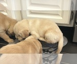 Small #4 Golden Retriever