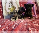 Small Photo #7 French Bulldog Puppy For Sale in REDMOND, WA, USA