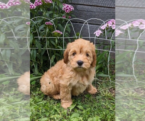 Medium Photo #4 Cockapoo-Poodle (Miniature) Mix Puppy For Sale in SALEM, MO, USA