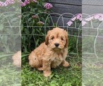 Small #3 Cockapoo-Poodle (Miniature) Mix