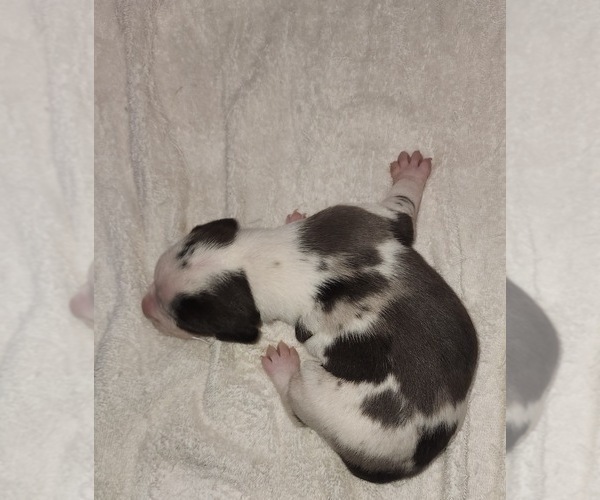 Medium Photo #7 Catahoula Leopard Dog Puppy For Sale in CUMBY, TX, USA