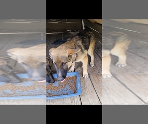 German Shepherd Dog Puppy for sale in SCOTTSVILLE, KY, USA