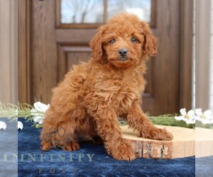 Goldendoodle (Miniature) Puppy for sale in NARVON, PA, USA